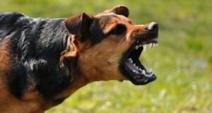 Delta records five deaths, 60 cases of Rabies in two months
