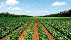 Niger State governor, Farmer Umar Mohamed Bago has prioritized agriculture, outlining an ambitious plan to cultivate 10,000 hectares per local government, totaling an impressive 250,000 hectares in the first year alone.